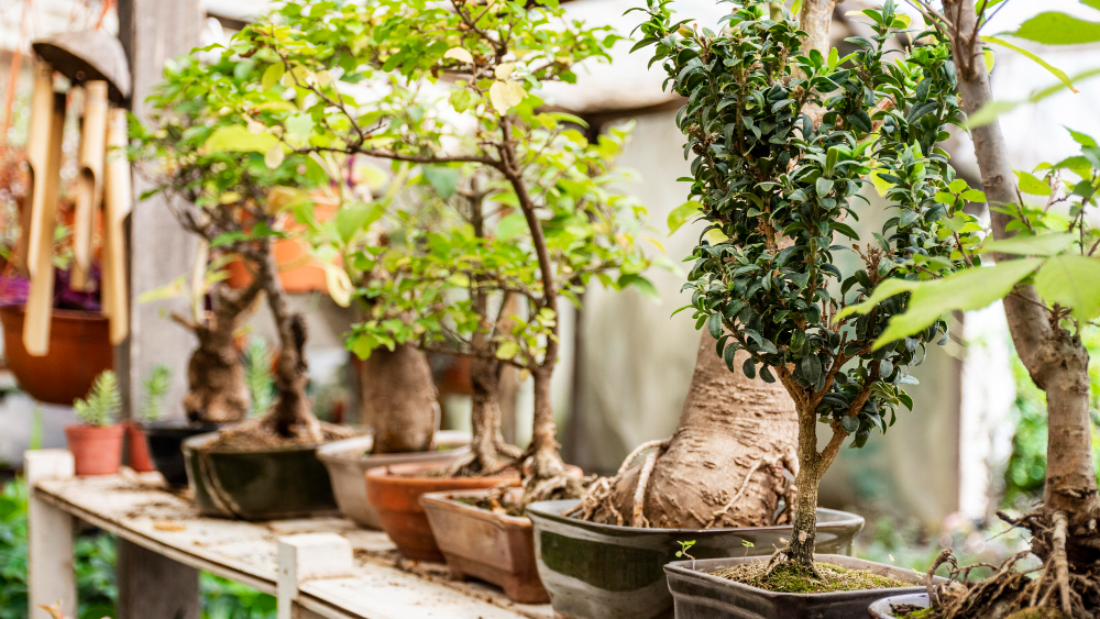 Menjaga tumbuhan bonsai