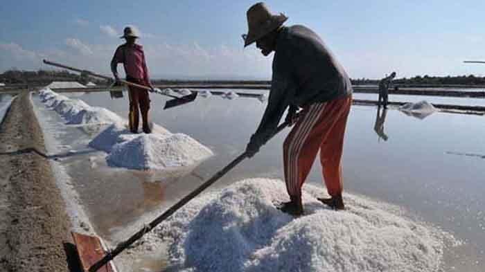 Produksi garam rakyat di Sumenep meningkat